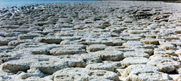Bild von Stromatolites (subrecent)